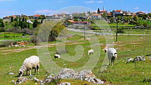 sheep grazing in village on green grass, assos, canakkale, turkey