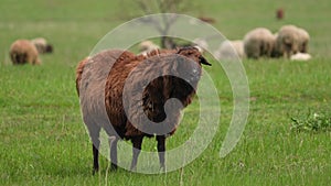 Sheep grazing on the village valley. Agriculture. Farm animals eat grass. Many animals in the field. Farming business