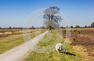 Sheep grazing at the walking path of the national park Drents-Friese Wold