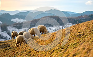 Sheep grazing in winter time