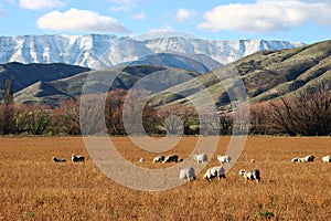 Sheep grazing on yellow grassland in countryside in autumn with trees, hills and snow mountains