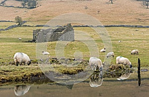 Sheep Grazing in the Yorkshire Dales