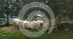 Sheep green clearing holydays great picture wood photo