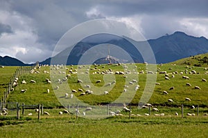 Sheep on green farmland