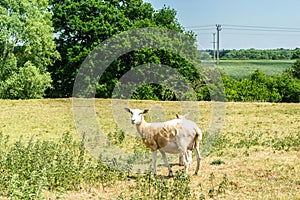 Sheep in a green field in summer in England