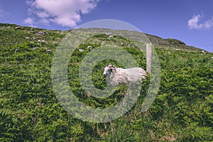 Sheep on the green fields of Hollywood village in Black Valley, county Kerry