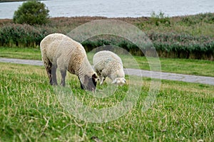 Sheep on the green grass river bank at the north of Germany