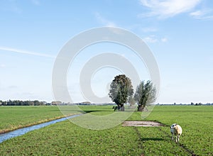 sheep in green grassy polder between utrecht and meerkerk in holland under blue sky