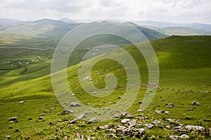 Sheep in the green highland landscape