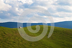 Sheep on green hill