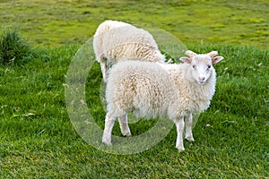 Sheep on a green meadow in the countryside of Iceland. photo