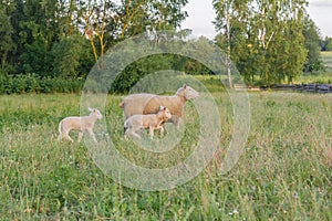 Sheep on a green meadow. Little lambs walk next to mother sheep.