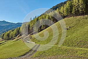 Sheep on a green meadown in the mountains in South Tyrol, Italy. Sheep in the mountains in South Tyrol