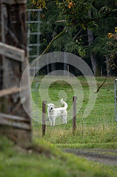 A sheep in green pasture near road