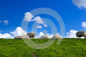 Sheep on green pasture over blue sky