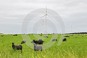 Sheep on green pasture, with wind turbines in a distance