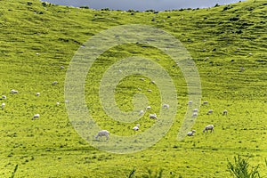 Sheep on green slope, near Whakarewarewa, Waikato, New Zealand