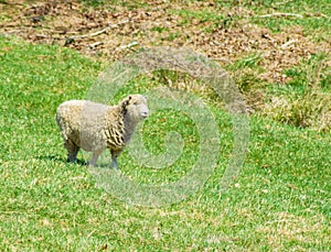 Sheep on the Grounds of Booker T. Washington National Monument