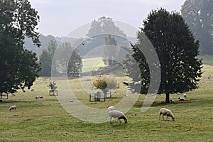 Sheep and Grounds in Morning Mist at Jervaulx Abbey, East Witton, near Ripon, North Yorkshire,, England UK