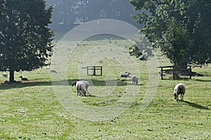 Sheep and Grounds in Morning Mist at Jervaulx Abbey, East Witton, near Ripon, North Yorkshire,, England UK