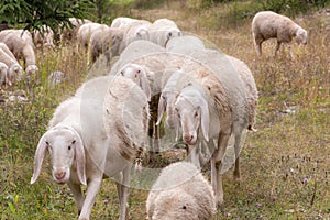 Sheep group during transhumance