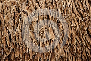 Sheep hair (Texture)