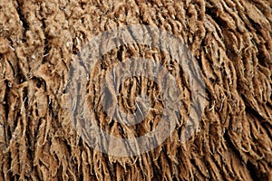 Sheep hair (Texture)