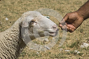 Sheep and hand
