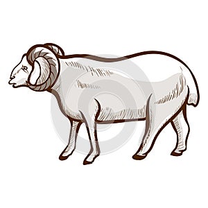 Sheep hand drawn icon. Domestic animal. Farming, husbandry. Livestock. Wool production.