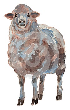 The sheep. Hand painted, isolated on white background watercolor illustration