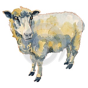 The sheep. Hand painted, isolated on white background watercolor illustration