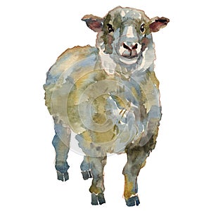 The sheep. Hand painted, isolated on white background watercolor illustration