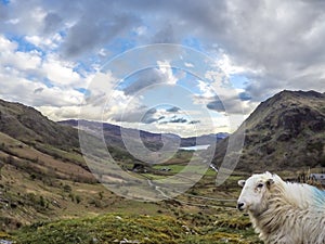 Sheep having a look at the camera at Llyn Gwynant in Snowdonia National Park Gwynedd North Wales