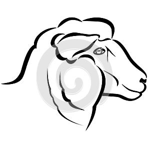 Sheep head