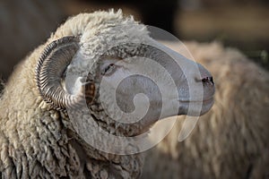 Sheep head