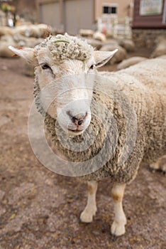 Sheep head close up. Farm animals.