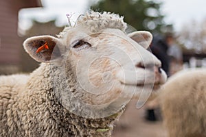 Sheep head close up. Farm animals.