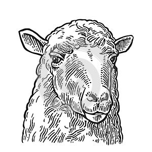 Sheep head. Hand drawn in a graphic style. Vintage engraving illustration for info graphic, poster, web. Isolated on white