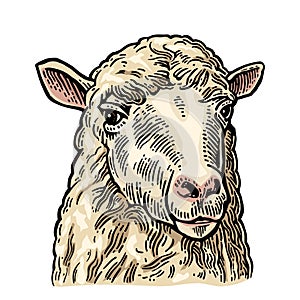 Sheep head. Hand drawn in a graphic style. Vintage engraving illustration for info graphic, poster, web. Isolated on white