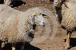 Sheep head. Sheeps at agriculture farm.