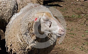 Sheep head. Sheeps at agriculture farm.