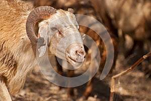 Sheep head. Sheeps at agriculture farm.