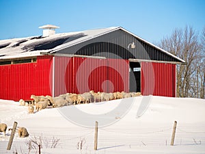 Sheep heading to red barn. photo