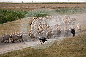 Sheep heard