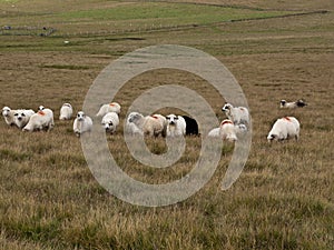 Sheep heard and a mountain meadow