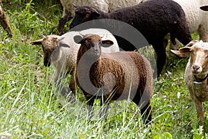 Sheep heard photo