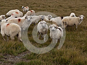 Sheep heard and a mountain meadow