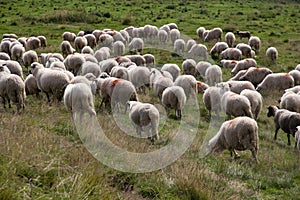 Sheep heard and a mountain meadow