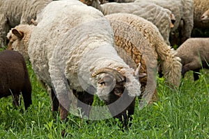 Sheep heard