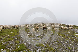 Sheep heard and a mountain meadow